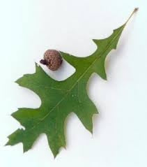 quercus palustris PIN OAK