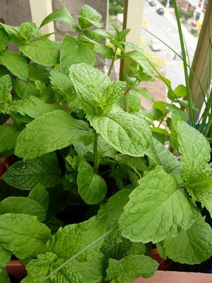 Mint Mojito (4") (Shipped)