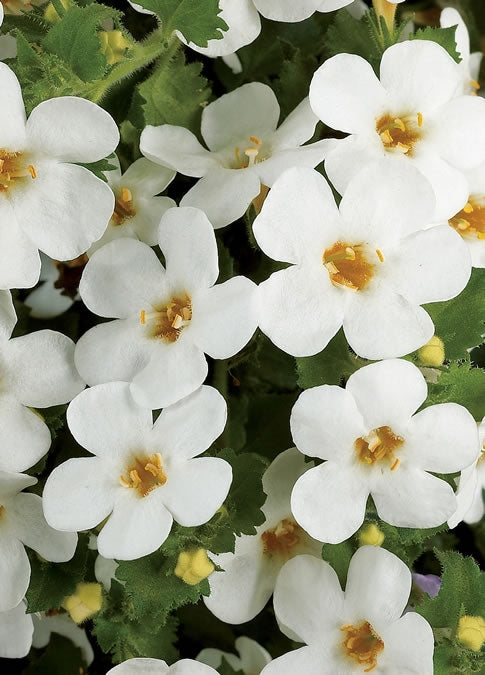 Bacopa Scopia Gulliver White (4.5" Pot)