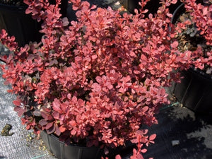 berberis thunbergii ‘rosy glow’ ROSY GLOW BARBERRY