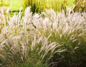 miscanthus sinensis ‘little kitten’  LITTLE KITTEN MISCANTHUS GRASS