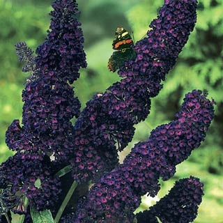 buddleja davidii 'black knight' BLACK KNIGHT BUTTERFLY BUSH