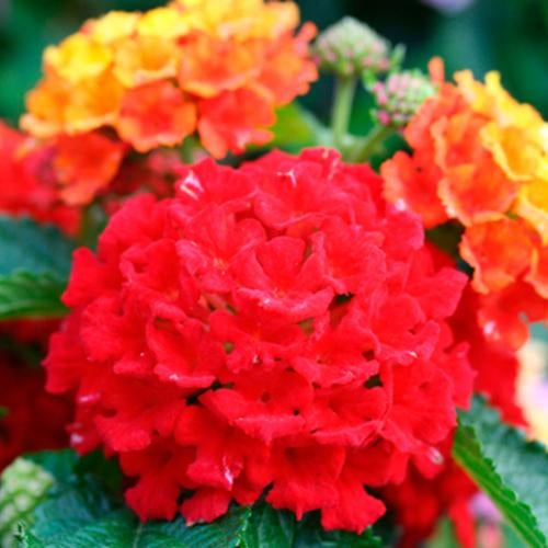 Lantana Bandana Red (4.5" Pot)