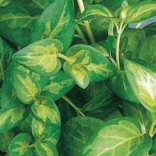 Vinca Vine Maculata (4" Pot)