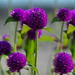 Gomphrena Ping Pong Purple (4.5" Pot)