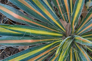yucca filamentosa ‘color guard’ COLOR GUARD YUCCA