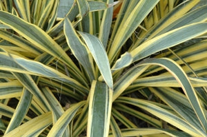 yucca filamentosa ‘bright edge’ BRIGHT EDGE YUCCA