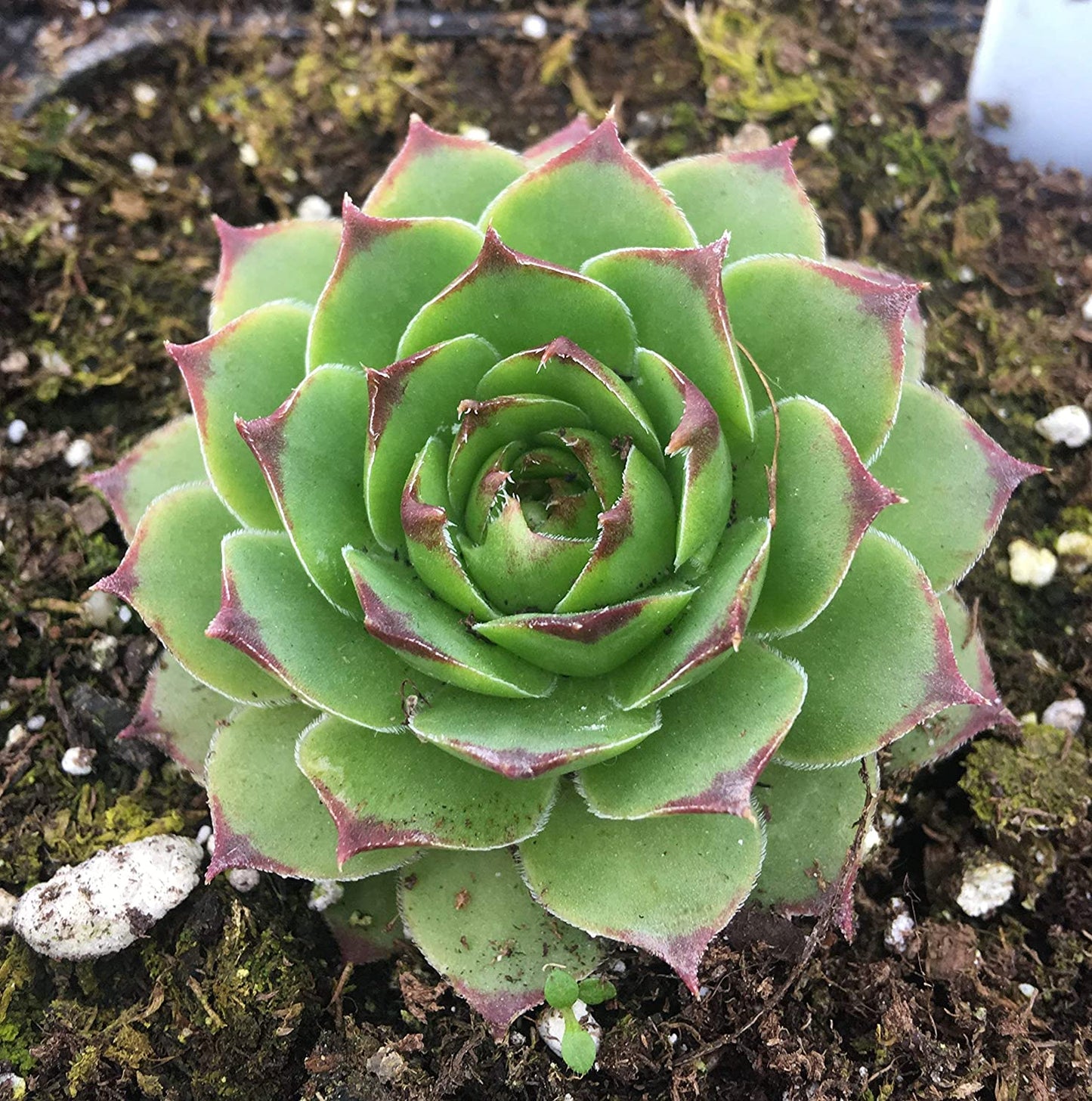 Sempervivum Tectorum Hens & Chicks (2.5" Premium)