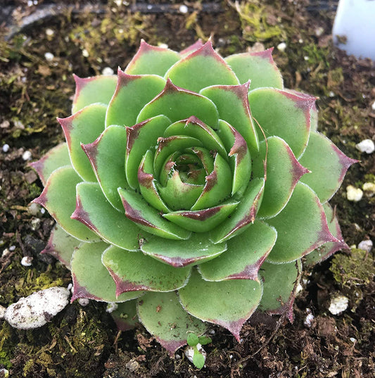 Sempervivum Tectorum Hens & Chicks (2.5" Premium)