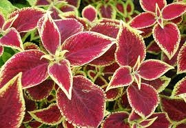 Wizard Scarlet Coleus