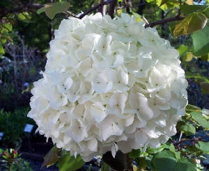 viburnum macrocephalum CHINESE SNOWBALL
