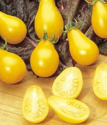Tomato Yellow Pear (3.5") (Shipped)