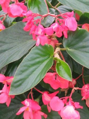 Begonia Dragon Wing Pink (4.5" Pot)
