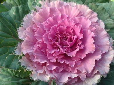 Osaka Pink Cabbage