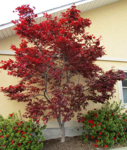 acer palmatum 'Wolff' Emperor I' JAPANESE MAPLE EMPEROR 1