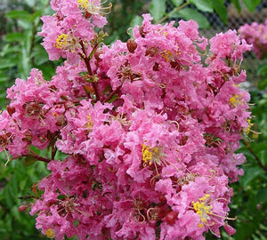 lagerstromia indica 'sioux' SIOUX CRAPE MYRTLE