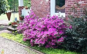azalea x ‘encore’ AUTUMN ROYALTY