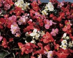 Begonia Senator IQ Mix (Bronze Leaf) (6-06 Pack)