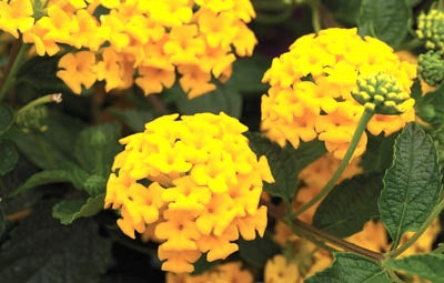 Lantana Bandana Landscape Gold (4.5" Pot)