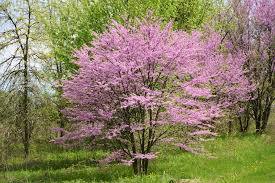 cercis canadensis AMERICAN REDBUD