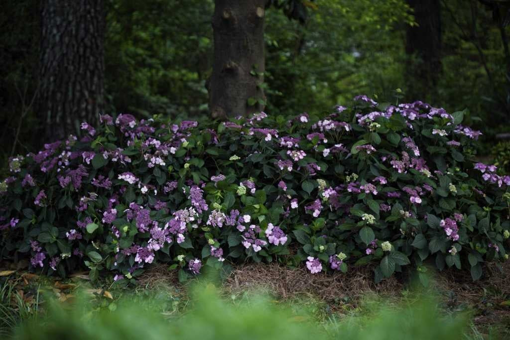 hydrangea macrophylla ‘twist-n-shout’ ENDLESS SUMMER TWIST N SHOUT HYDRANGEA