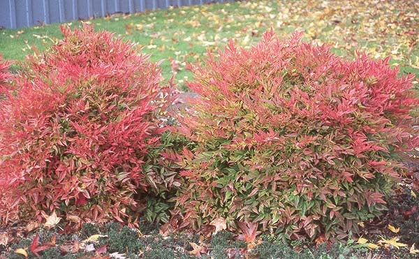 nandina domestica 'compacta’ COMPACT HEAVENLY BAMBOO