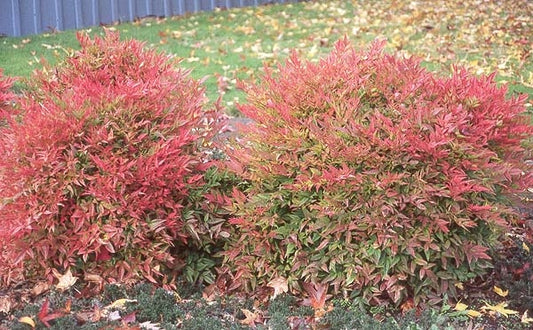 nandina domestica 'compacta’ COMPACT HEAVENLY BAMBOO