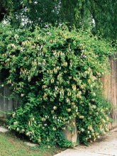 Load image into Gallery viewer, lonicera japonica 'halliana' HALL’S HONEYSUCKLE