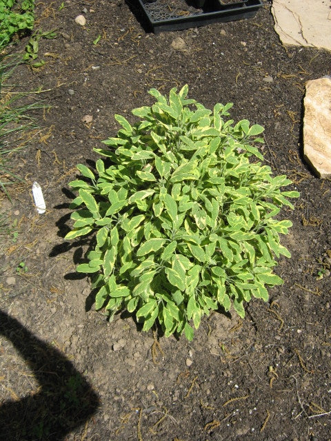 Sage Golden (4") (Shipped)
