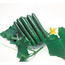 Cucumber Summer Top (12-04 Pack) (Shipped)