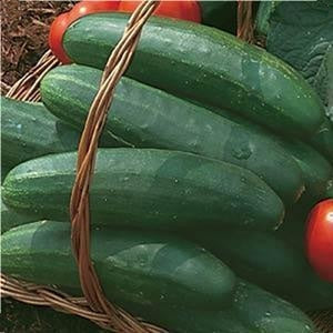 Cucumber Bush Crop (12-04 Pack) (Shipped)