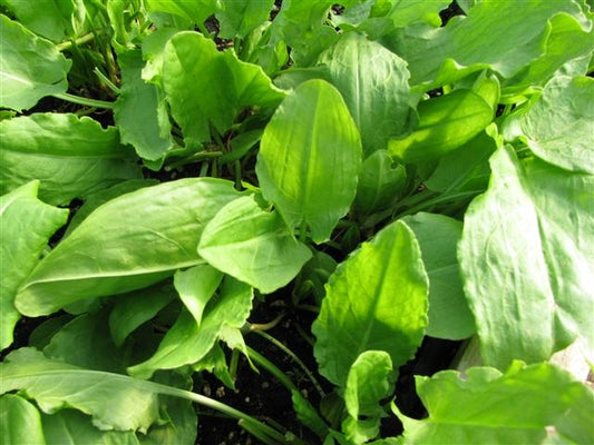 Sorrel French (4") (Shipped)