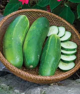 Burpee Hybrid II Cucumber