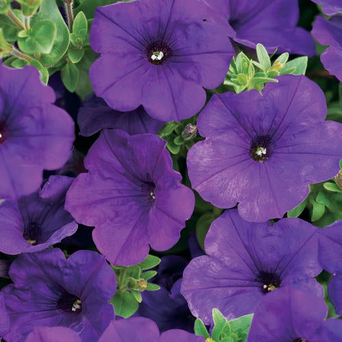 Supertunia Royal Velvet (PW)