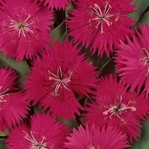 Ideal Select Rose Dianthus