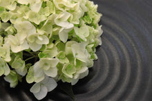 Load image into Gallery viewer, hydrangea macrophylla ‘blushing bride’ ENDLESS SUMMER BLUSHING BRIDE HYDRANGEA