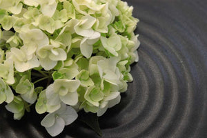 hydrangea macrophylla ‘blushing bride’ ENDLESS SUMMER BLUSHING BRIDE HYDRANGEA