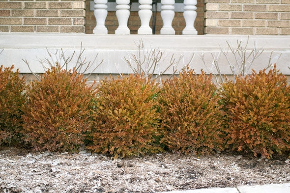 buxus microphylla ‘japonica’ JAPANESE BOXWOOD