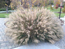 Load image into Gallery viewer, miscanthus sinensis ‘little kitten’  LITTLE KITTEN MISCANTHUS GRASS