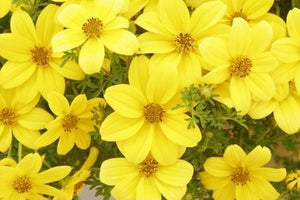 Bidens Namid Early Yellow (4.5" Pot)