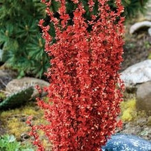 Load image into Gallery viewer, berberis thunbergii &#39;orange rocket&#39; ORANGE ROCKET BARBERRY