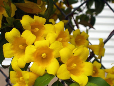 gelsemium semperirens CAROLINA JESSAMINE