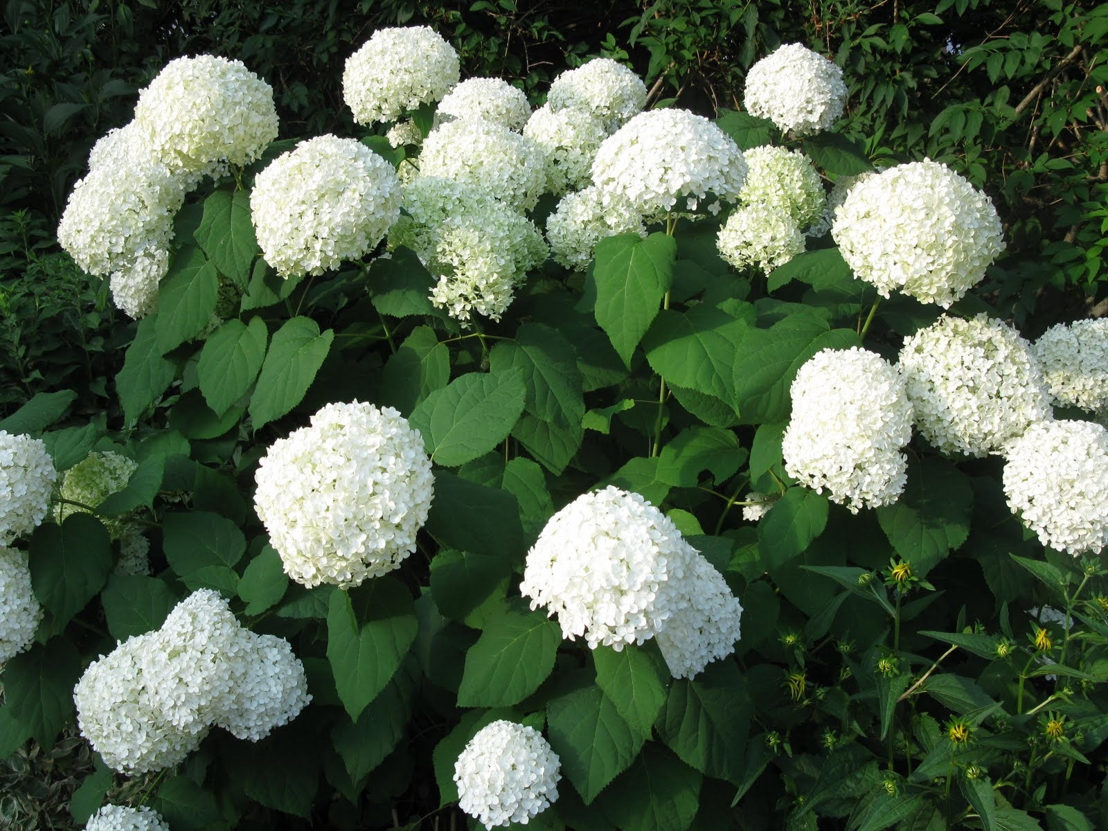 hydrangea arborescens ‘annabelle’ ANNABELLE HYDRANGEA
