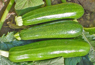 Squash Zucchini Aristocrat Green (12-04 Pack)