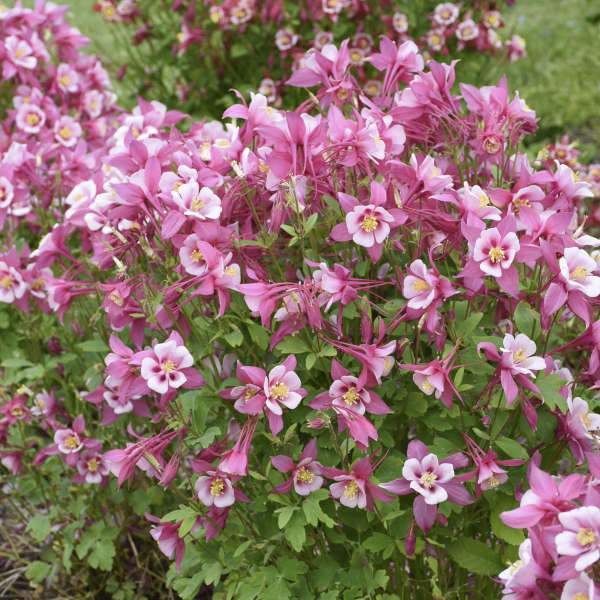 Aquilegia Kirigami Rose & Pink
