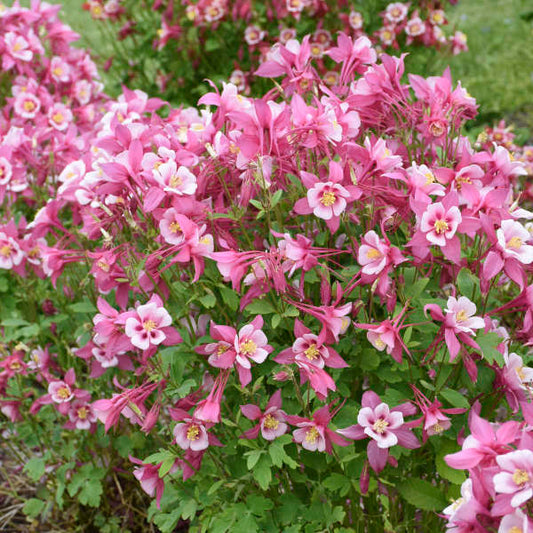 Aquilegia Kirigami Rose & Pink