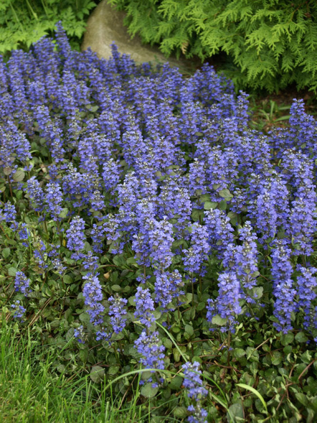 Ajuga Bronze Beauty (2.5")