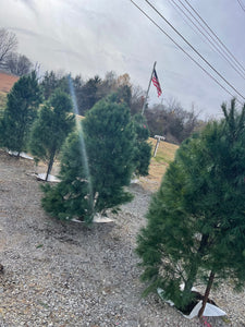 White Pine Christmas Tree (Assorted Sizes)