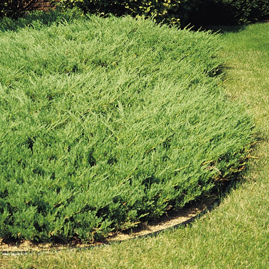 ANDORRA JUNIPER (3 Gallon) juniperus horizontalis 'Plumosa'