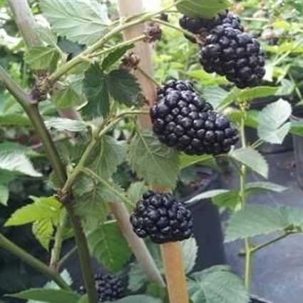 Blackberry Arapaho (1 Gallon)